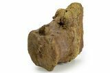 Hadrosaur (Edmontosaurus) Caudal Vertebra - Wyoming #377729-1